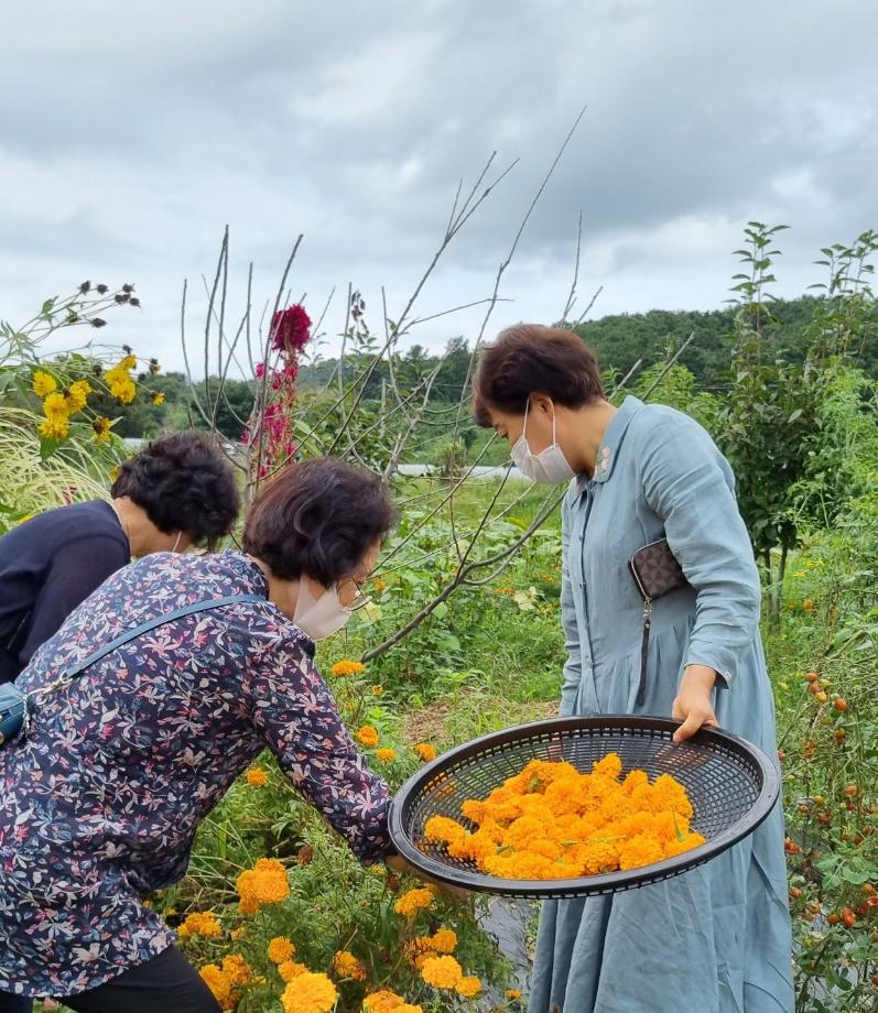 (탄천)꽃차(2차) 꽃으로 만드는 웰빙먹거리