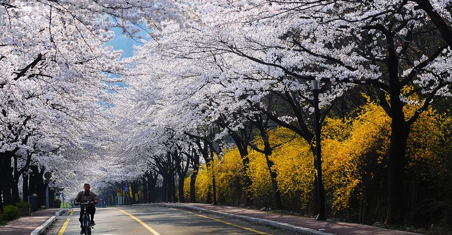 동학사 가는길 - 이장열 | 입선 이미지