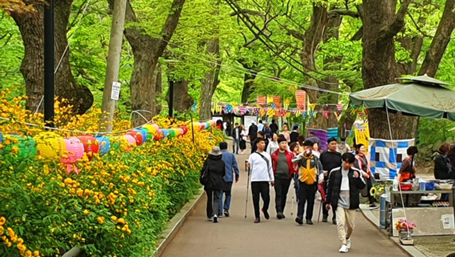 2025 갑사 황매화 축제4